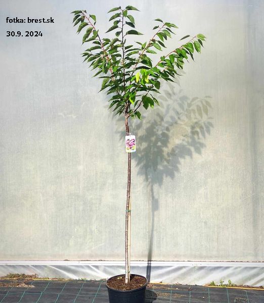 Prunus serrulata 'Kanzan'